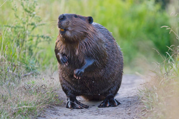 Beaver closeup low angle view standing funny