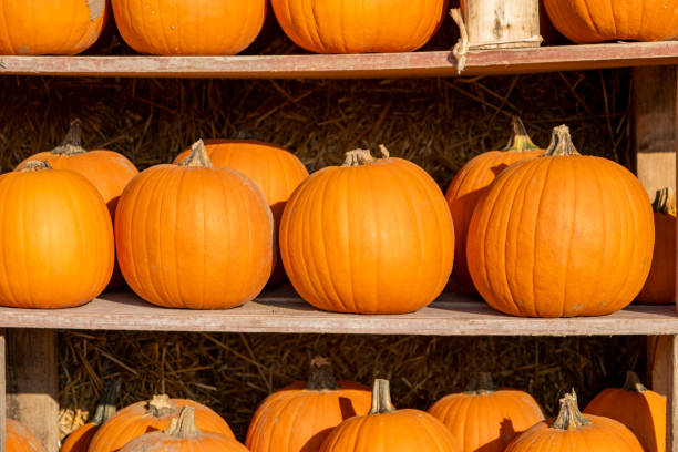 istock Halloween pumpkins on shelves 2174547246