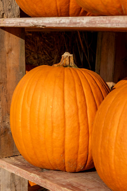 istock Halloween pumpkins on shelves 2174547257