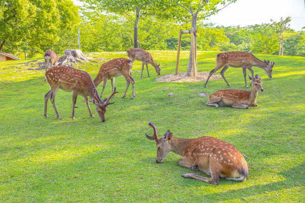 istock Deer in the woods, Nara, Japan 2174547785