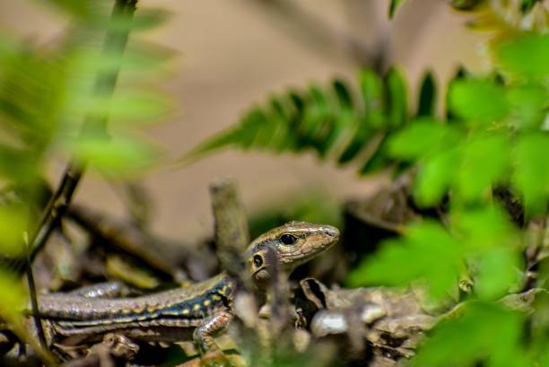 istock Lagarto Lobito 2174547945
