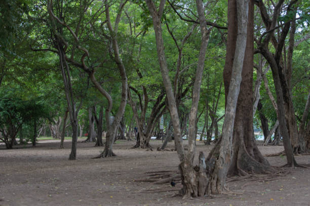 istock Forest on the seashore Costa Rica 2174548243