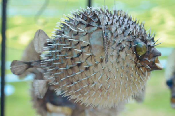 istock The pufferfish's ability to inflate its body is a defense mechanism that helps it avoid predators. 2174550268
