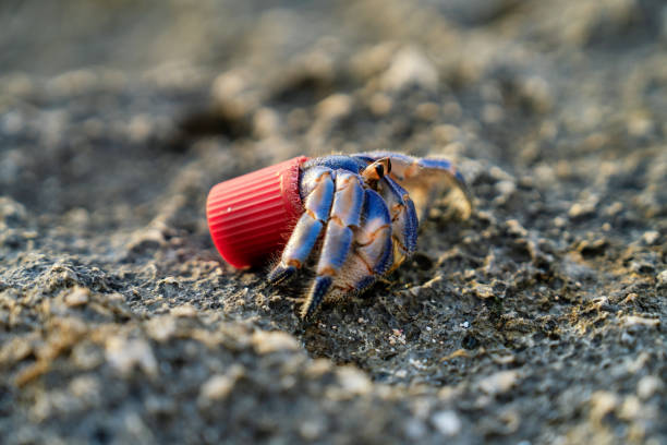 Hermit crab using beach trash as a home Hermit crab using beach trash as a home due to lack of shells and too much garbage plastic marine life stock pictures, royalty-free photos & images