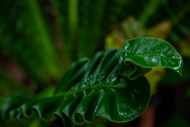 Closeup glowing wavy leaves of cobra fern, Asplenium Nidus, directly exposed natural evening sunlight after long heavy rain in northern Thailand.