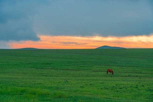 horses eating grass on the grassland