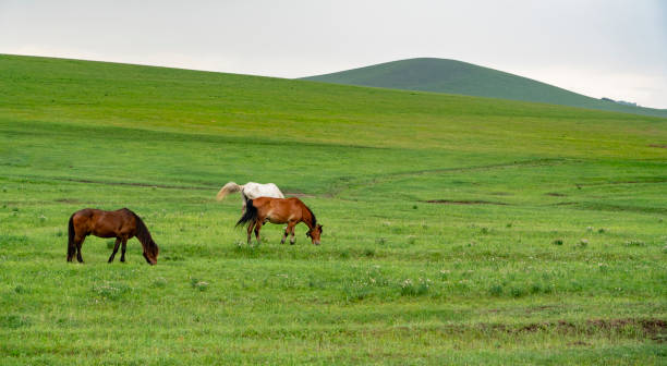istock horses eating grass on the grassland 2174552613
