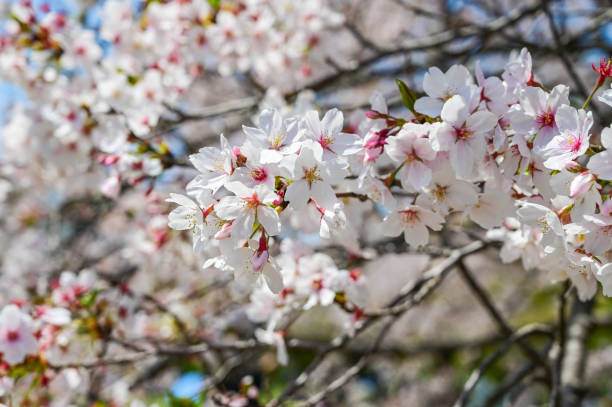 istock Cherry blossoms season background is blue sky 2174553542