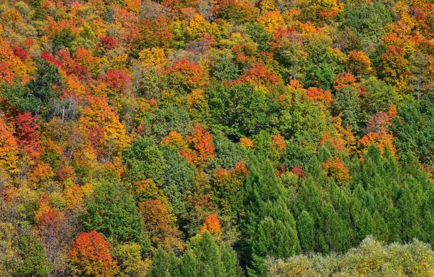 istock Classic autumn photography 2174554063