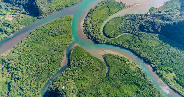 istock Mangrove forests of Amami Oshima 2174554182