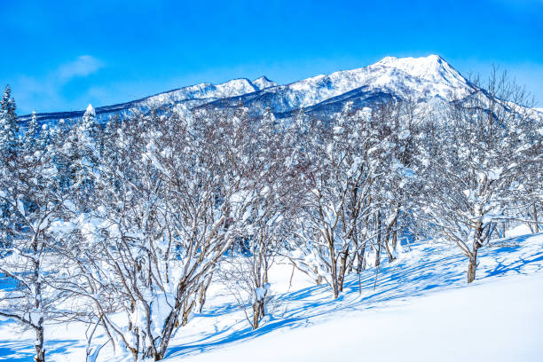A stunning winter landscape with snow-covered trees and distant mountains under a bright blue sky