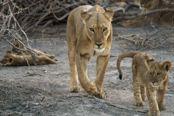 istock Lioness with lion cubs 2174555711