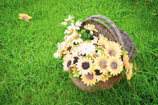 istock the sunflower in the basket with dramatic tone 2174559084