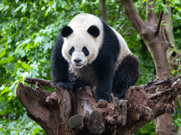 Free Stock Photo of Panda bear climbing a tree in a green forest ...