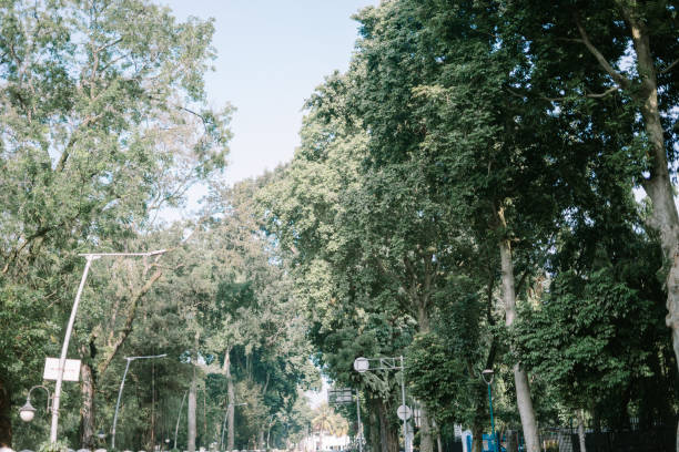 istock A major road lined with lush, green trees, creating a scenic and shaded pathway 2174560836