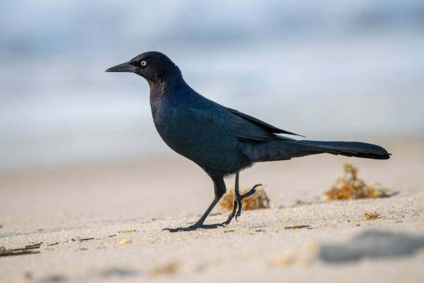 istock Black bird on the sand at dawn 2174561611