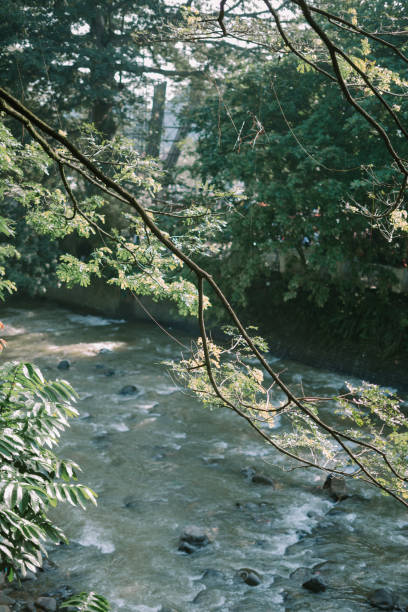 Tree branches framing a view of a large river, capturing the serene interplay between nature and water