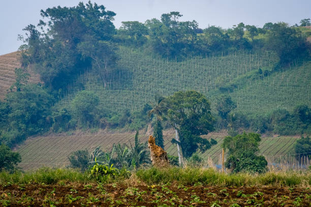 Farmer works the soil with a hoe on a rural farm, surrounded by lush green crops and freshly turned earth under natural sunlight