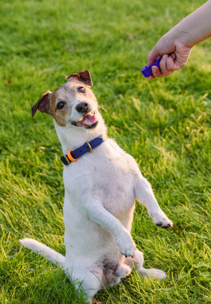 Jack Russell Terrier dog during dog training class