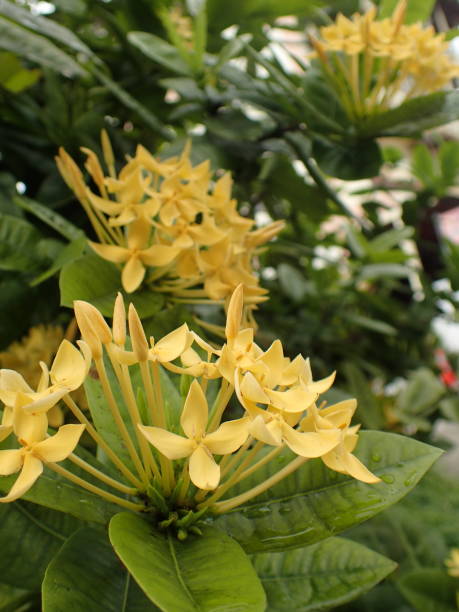 istock Yellow jungle geranium are blooming in Thailand. 2174573236
