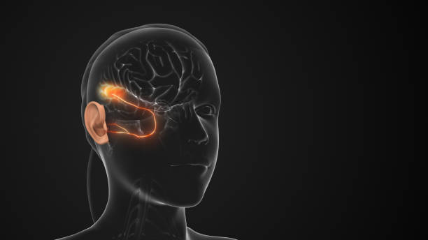 istock The Auditory Pathway Carries Sensory Hearing Information 2174573545
