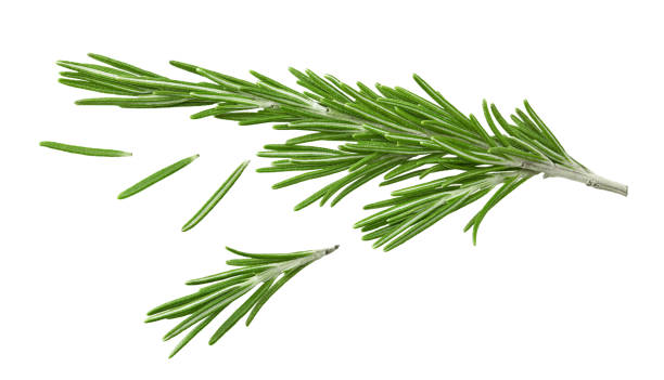 istock rosemary branch isolated on white background. Clipping path 2174574029
