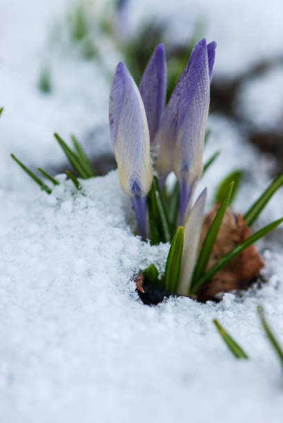 istock Beautiful purple crocuses breaking through under the snow in spring in garten 2174574338