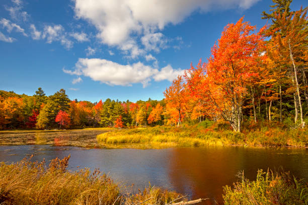 istock Fall foliage of New Hampshire forest trees reflected on water. 2174575135