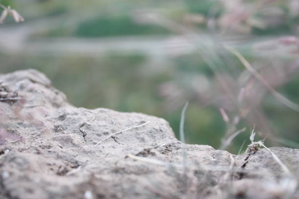 Natural rock formation set against a lush green background