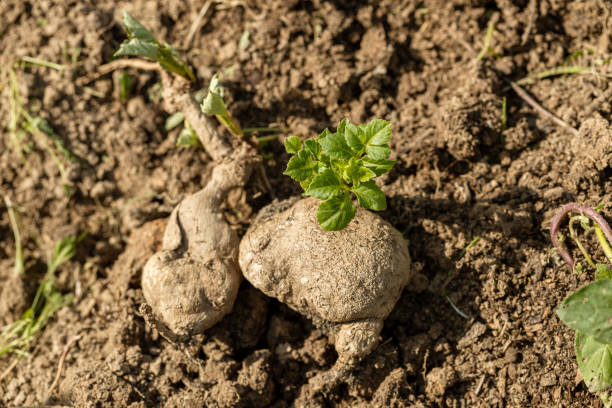 dahlia tuber with green sprout close-up. High quality photo