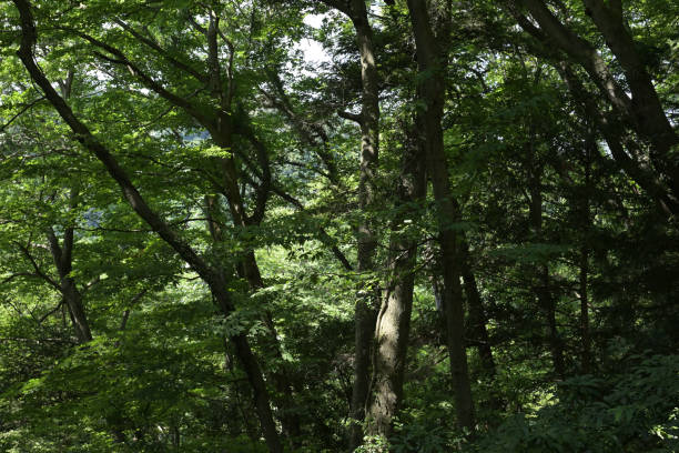 istock Mt.Takao, Tokyo, Japan (Apr-Aug 2024) 2174578721