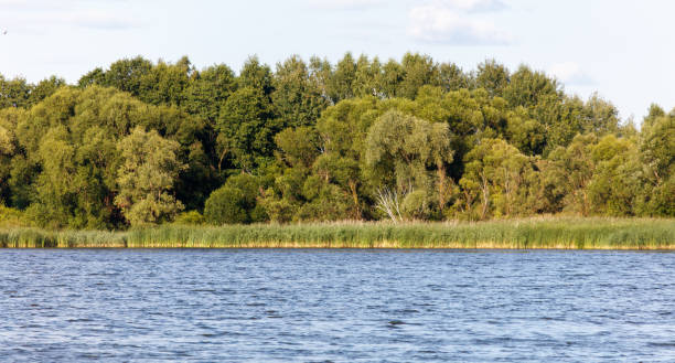 istock Green trees on the horizon on the lake shore 2174580165