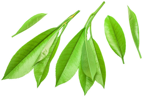 istock Set of fresh tea leaves on white background. File contains clipping paths. 2174587104