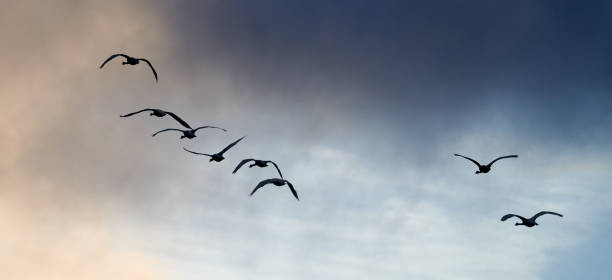 istock A flok of geese 2174587763