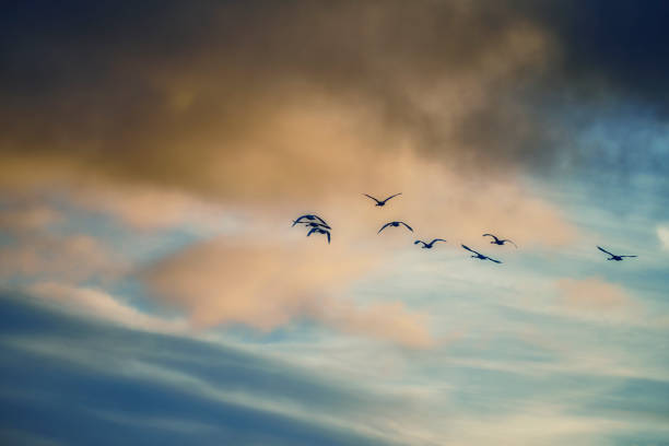 A  photo of a flok of geese flying in the countryside in summertime, Denmark,
