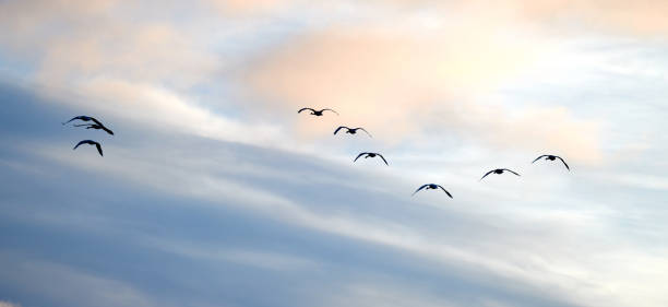 istock A flok of geese 2174587786