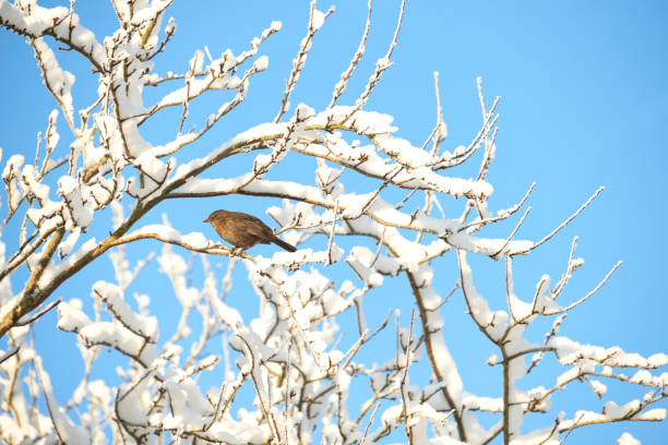 Blackbird in winter - blue sky and tree