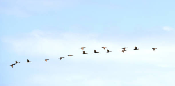 istock A flok of geese 2174587820