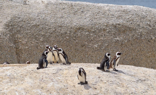 Cape Town, South Africa - December 19, 2009: Boulders Beach is famous for its penguin colony where families can play side-by-side with the penguins.