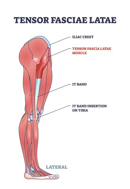 istock Medical illustration showing the Tensor Fasciae Latae muscle, IT band,... 2174589754