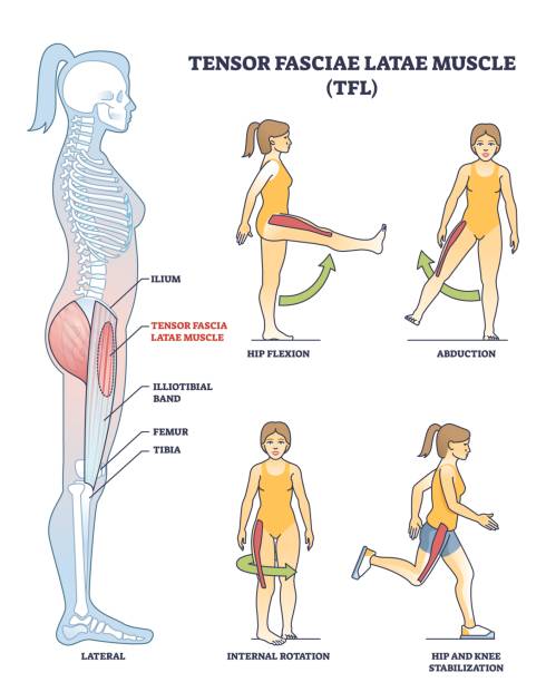 Illustration of Tensor Fasciae Latae muscle anatomy and exercises in... Illustration of Tensor Fasciae Latae muscle anatomy and exercises in outline style. femur bone anatomy drawing stock illustrations
