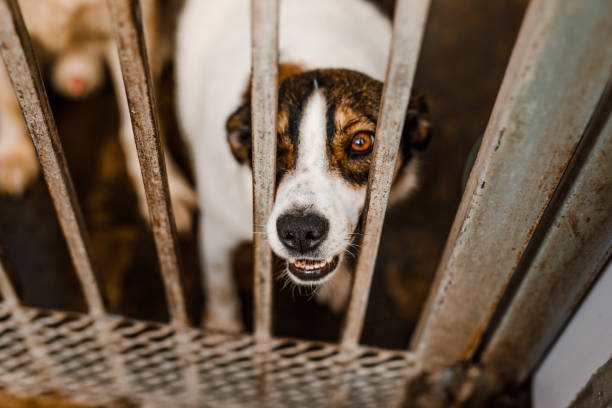 istock A sorrowful stray dog sits in a grimy cage in the shelter, looking pitiful 2174591909