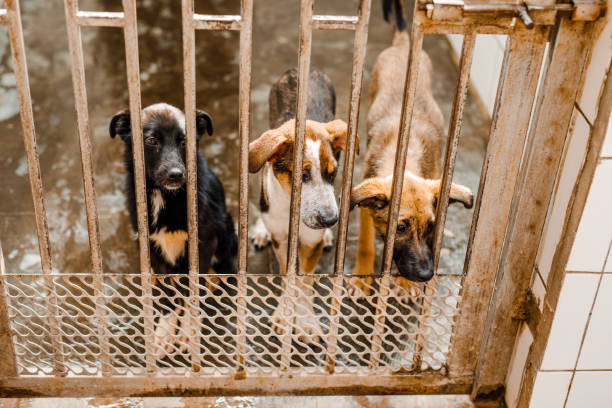 istock A miserable stray dog is sitting in a soiled cage at the shelter, staring sadly 2174591967