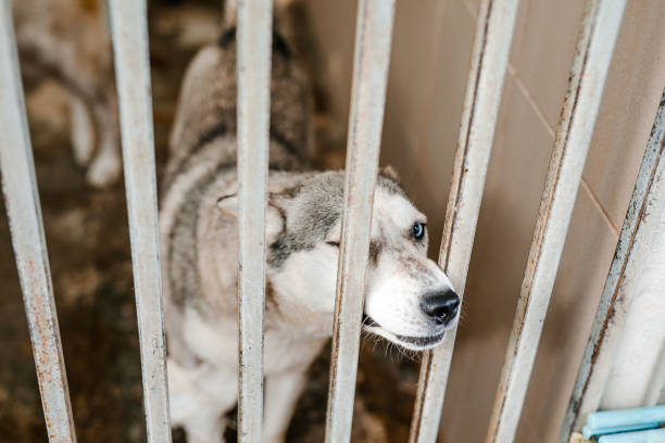 istock A miserable stray dog is sitting in a soiled cage at the shelter, staring sadly 2174592108
