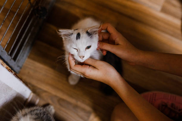 istock An unhappy ill cat sits in the shelter, looking pitiful and longing for a home 2174592231
