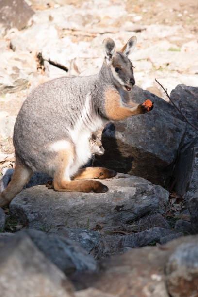 istock the yellow footed rock wallaby has a grey back with tan arms and legs 2174595334