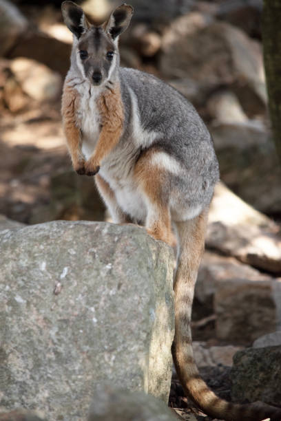 The Yellow-footed Rock-wallaby  is brightly coloured with a white cheek stripe