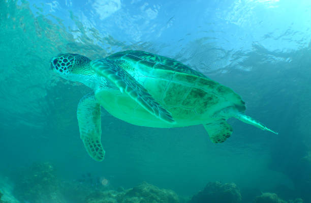 istock a sea turtle on a reef in the caribbean sea 2174598477