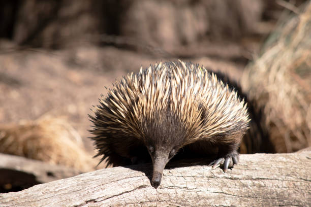 istock the echidna is looking for ants to eat 2174600296