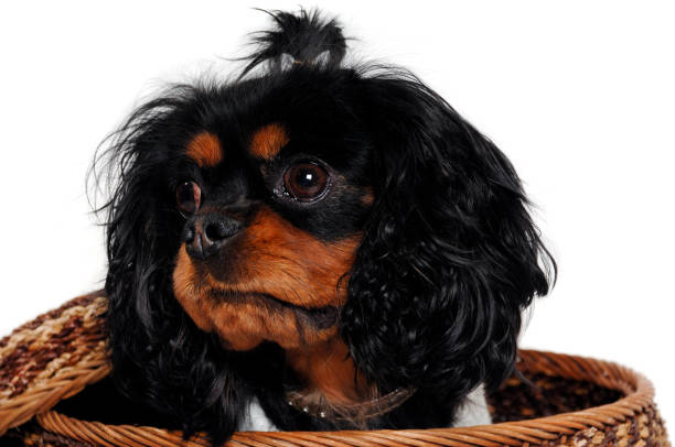 Sad Cavalier King Charles Spaniel dog in a basket isolatet on white background